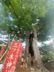 三ツ木神社の自然