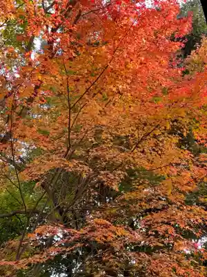 善法律寺の自然