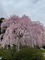 櫻木神社の自然