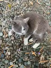 塩竈神社の動物