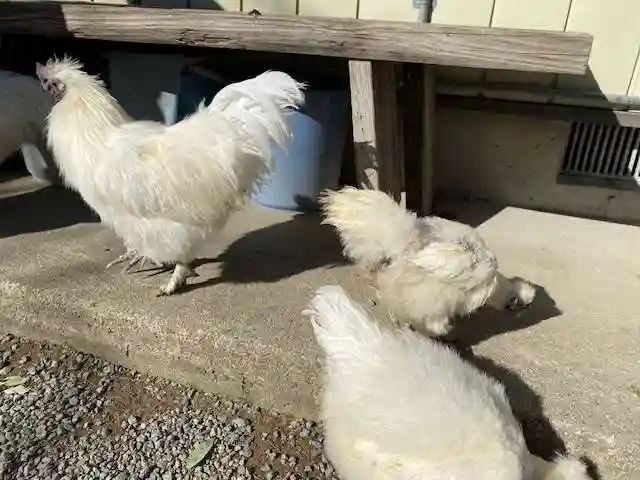 高屋敷稲荷神社(福島県)