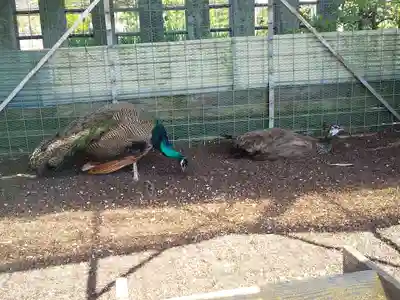 福井県護国神社の動物