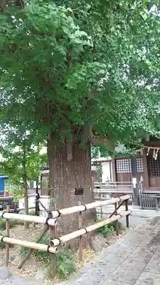 印内八坂神社の自然