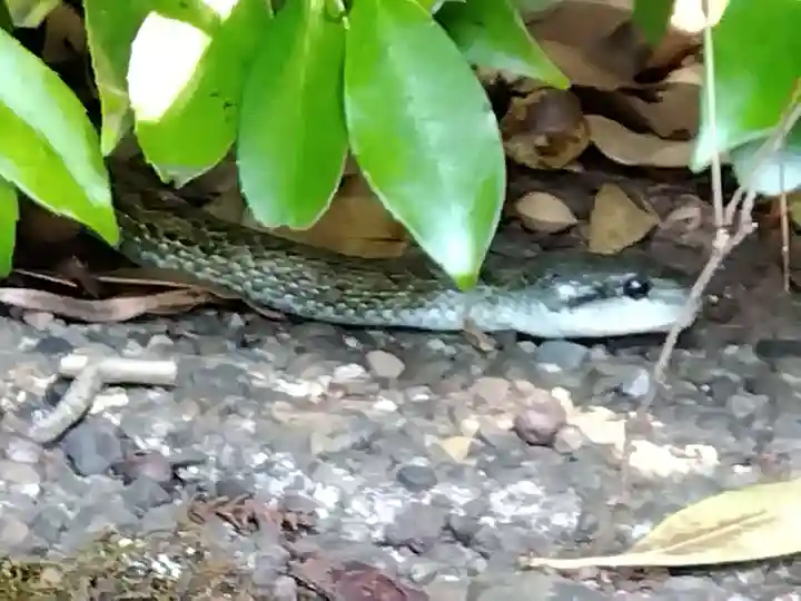岡太神社・大瀧神社(福井県)
