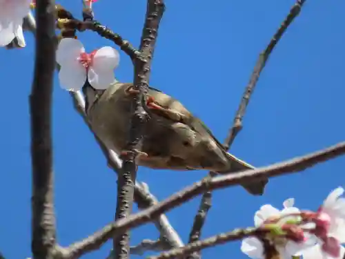 三輪神社の動物