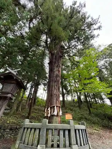 諏訪大社下社春宮(長野県)