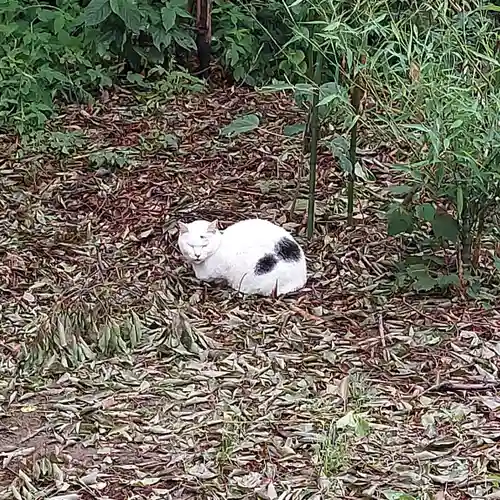 柴又八幡神社の動物