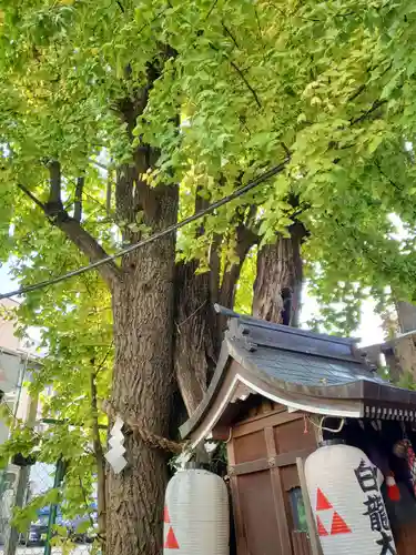 白龍大神社の自然