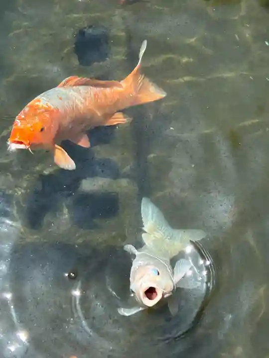 西新井大師総持寺(東京都)