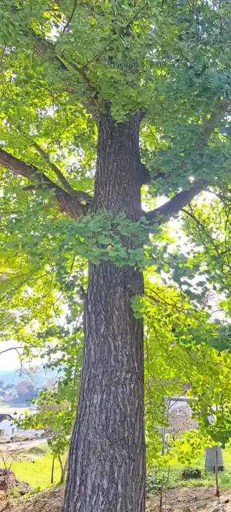 松峰神社、天照御祖神社の{uncategorized: "未分類", other: "その他", undefined: "問題あり", building: "その他建物", grave: "お墓", sacred_gate: "鳥居", guardian: "狛犬", statue: "像", buddha: "仏像", history: "歴史", nature: "自然", garden: "庭園", animal: "動物", pagoda: "塔", temizu: "手水舎", mountain_gate: "山門・神門", sanctuary: "本殿・本堂", subordinate: "末社・摂社", art: "芸術", scenery: "景色", jizo: "地蔵", ema: "絵馬", goshuin: "御朱印", omikuji: "おみくじ", items: "授与品その他", amulet: "お守り", goshuincho: "御朱印帳", eats: "食事", festival: "お祭り", votive_dance: "神楽", shichigosan: "七五三参", wedding: "結婚式", experience: "体験その他", initially: "初詣", around: "周辺", anti_infection: "感染症対策"}