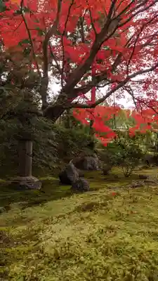 榮攝院（栄摂院）(京都府)