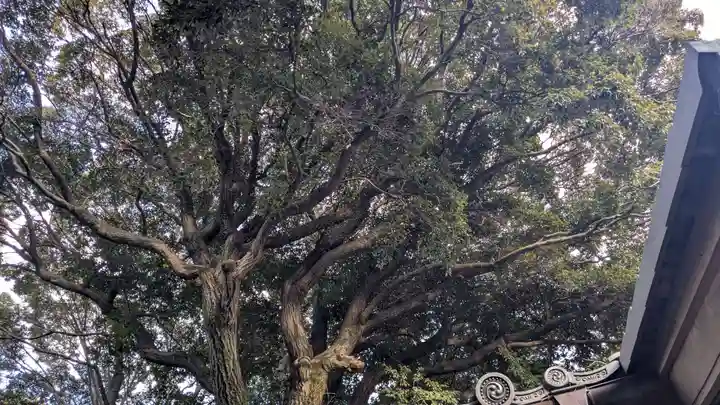 旦椋神社の自然