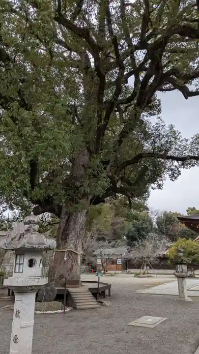 平野神社(京都府)