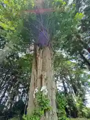 御宝殿熊野神社の自然