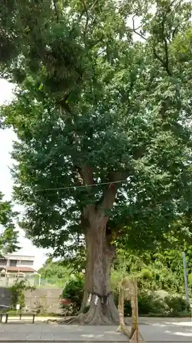 素鵞神社の自然