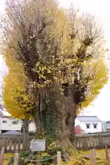 前橋八幡宮の建物その他