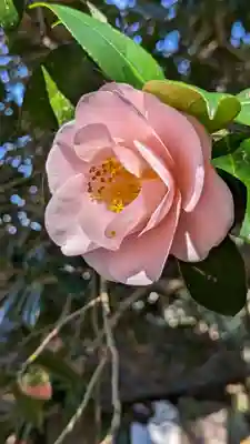 霊鑑寺門跡(京都府)