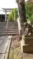 櫻田神社の狛犬