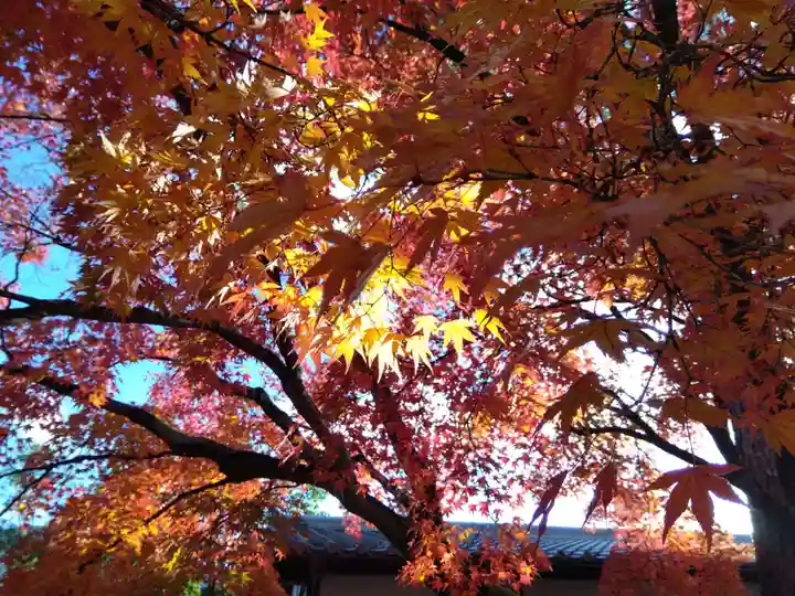 廬山寺(廬山天台講寺)(京都府)