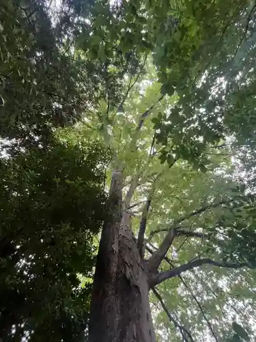 鎮守氷川神社の体験その他