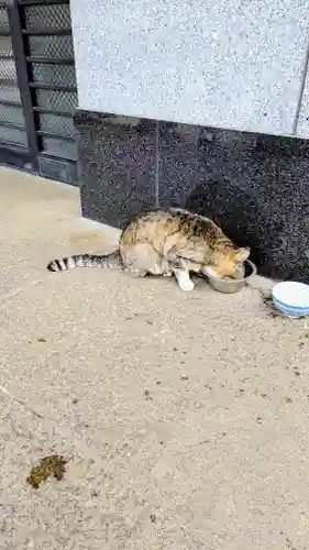 白金氷川神社の動物