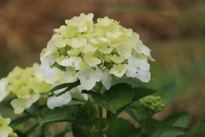 高司神社〜むすびの神の鎮まる社〜の自然