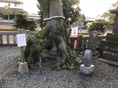 市来神社の自然