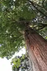 室生龍穴神社の自然