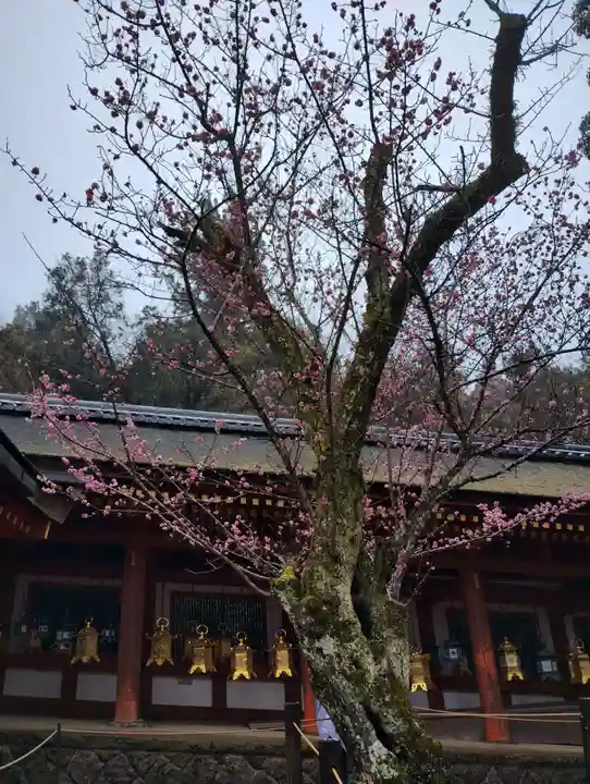 春日大社(奈良県)