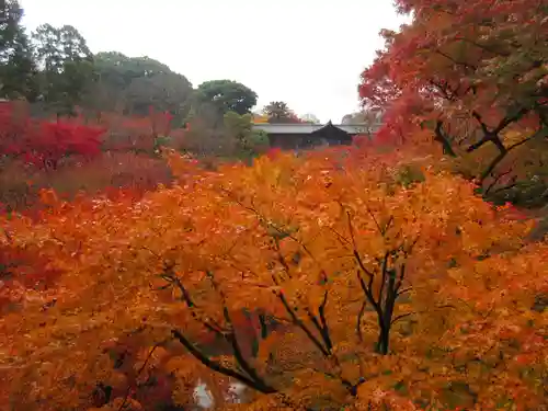 東福禅寺（東福寺）の自然