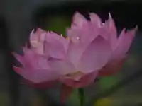 極楽山 浄土寺の自然