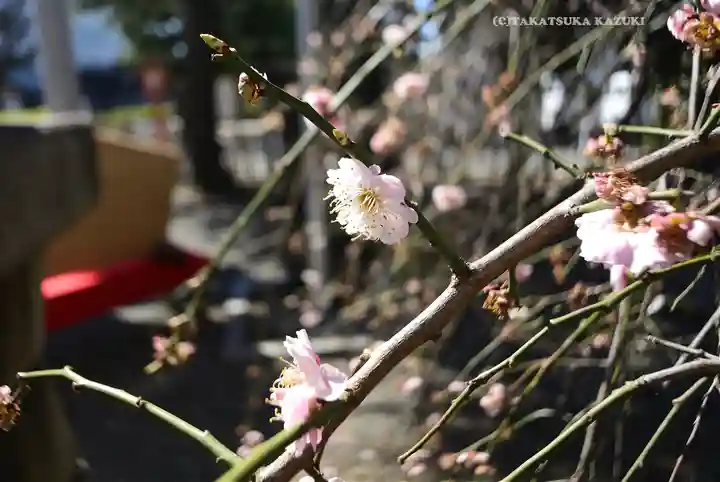 草加神社(埼玉県)