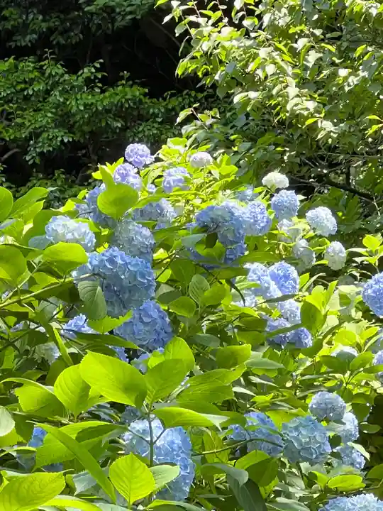 明月院(神奈川県)