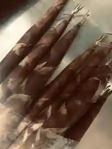 本照寺(山梨県)(2020年05月22日(金) 08時15分29秒投稿)