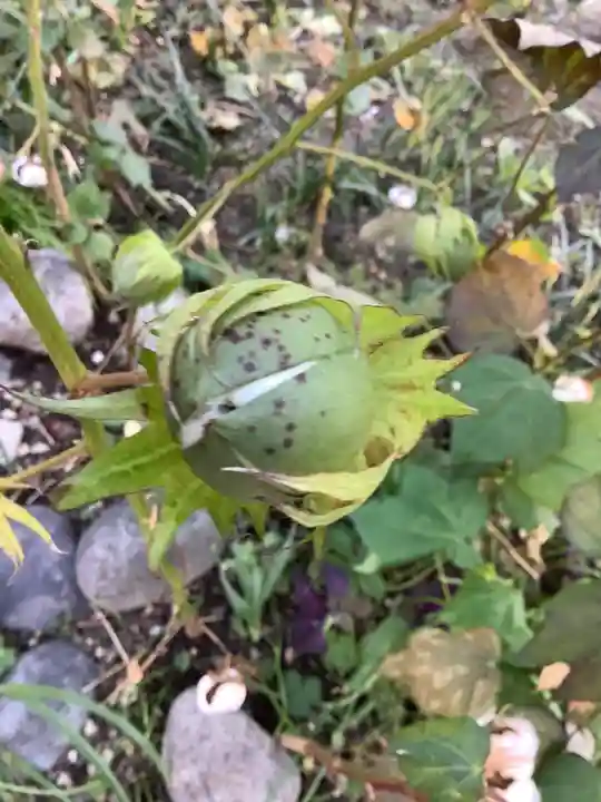三輪神社の自然