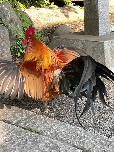 谷保天満宮の動物