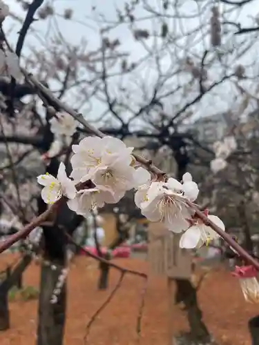 湯島天満宮(東京都)