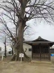 大桑神社の自然