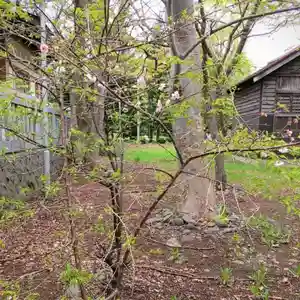 彌彦神社 (伊夜日子神社)の自然(2023年05月08日(月) 13時28分29秒投稿)