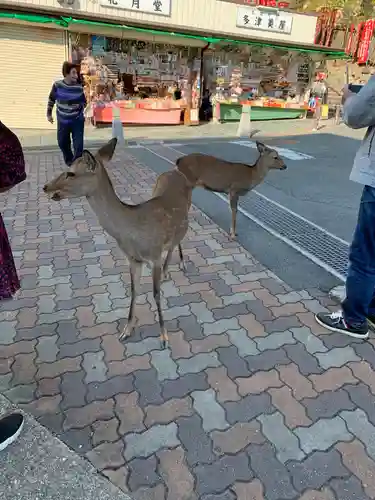 手力雄神社（春日大社境外末社）の動物