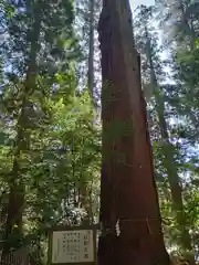 高千穂神社の自然