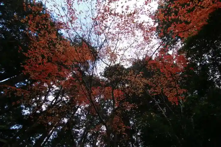 鹿島大神宮の自然