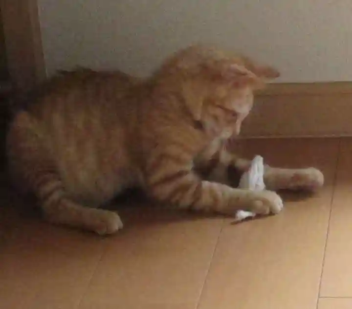 常清寺(神奈川県)