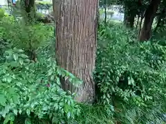 小川温泉神社の自然