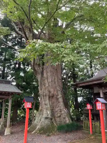 八幡宮(栃木県)