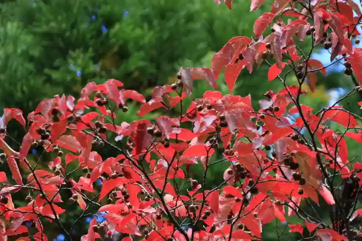 高司神社〜むすびの神の鎮まる社〜の自然