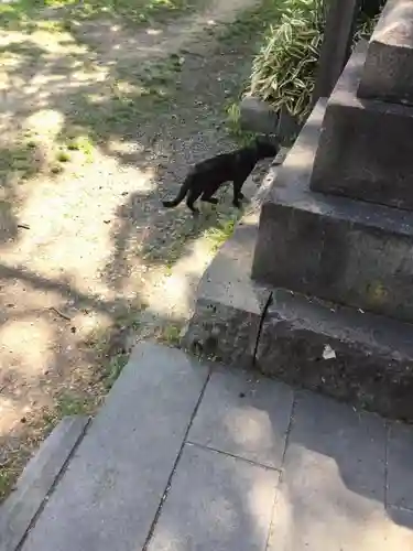 松岬神社の動物