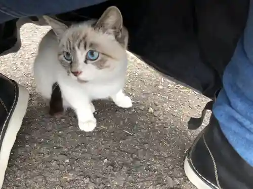 宇佐神社の動物