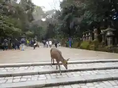 春日大社の動物