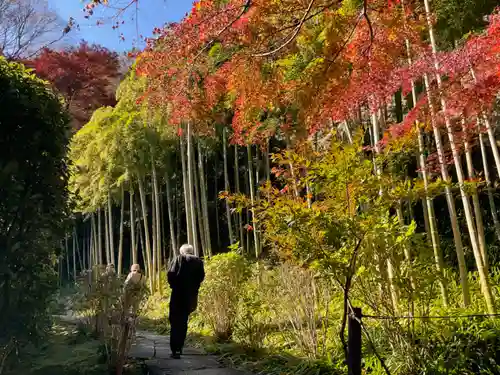 長壽寺（長寿寺）の自然